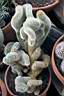 NOTOCACTUS LENINGHAUSII CRESTATO.jpg